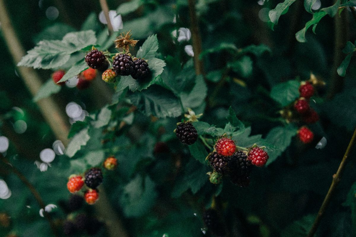 Blackberry Basil Garden Spritz